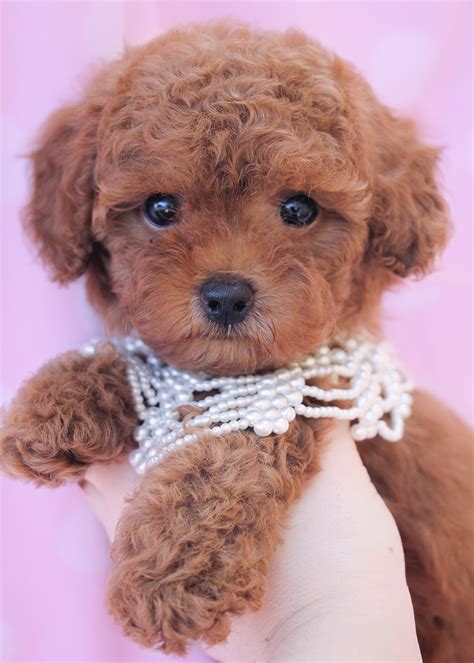 Toy Poodle Puppies For Sale Chicago